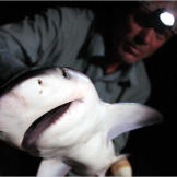 Jeremy Wade says that hooking a bull shark felt like nothing he'd ever hooked in a river before. The fish sliced at great speed through the water, making several rapid changes of direction.