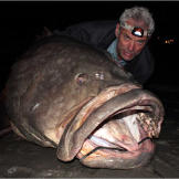Jeremy Wade with a gigantic Queensland grouper, the largest fish he'd ever caught prior to Season 2 of River Monsters.