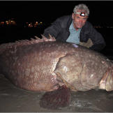Also known as the giant grouper, the Queensland grouper is the largest bony fish found in coral reefs, and the aquatic emblem of Queensland, Australia.
More Killer Fish Photos | About the Bull Shark | Sharks Thriving in Freshwater (video) | Catching a Bull Shark (video) | Gigantic Queensland Grouper (video)