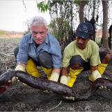 The electric eel can grow up to eight feet long and weigh up to 44 pounds. It's found in the waters of Guatemala, Argentina and the Caribbean island of Trinidad.