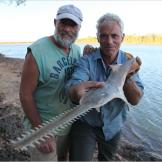 The freshwater sawfish has a long, blade-like snout called a rostrum. Lined with between 14 and 23 toothlike denticles, called rostral teeth, the rostrum is used primarily to catch prey.