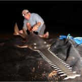 A sawfish on the hunt will swing its blade from side to side to separate invertebrates from the surfaces they live on, and to stun schools of fish. They also like to eat freshwater prawn and shrimp.