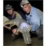 The freshwater sawfish has relatively underdeveloped eyes and poor eyesight. It relies on its highly sensitive rostrum — which is covered with motion- and electro-sensitive pores — to navigate and locate prey in the shallow, muddy waters it calls home.