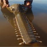 All species of freshwater sawfish are considered critically endangered. They're hunted for their rostrum (prized as a curiosity), fins (sold as meat) and skin (made into leather). And their eggs, liver oil and bile are used in traditional Chinese medicine. In addition, freshwater sawfish are accidentally caught as bycatch in fishing nets.