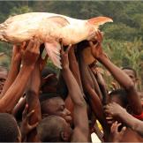 Although Jeremy Wade always returns his catches to the river, on this occasion he had no choice but to relinquish it to the locals, who cooked it for dinner.
More Killer Fish Photos | About the Goliath Tigerfish | The Demon Fish (video) | How to Catch a Goliath Tigerfish (video) | Demon Fish: Jaws of Death (video) | Hooking a Goliath Tigerfish (video) | Monster Chomps Fish in Half (video)