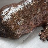 The Japanese giant salamander is the second largest salamander in the world, after the Chinese giant salamander. It grows to around five feet in length.