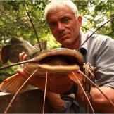 Kamba Catfish