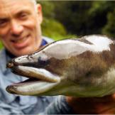 The New Zealand longfin eel is one of three freshwater eels found in New Zealand. The other two are the short-finned eel and the speckled longfin eel.