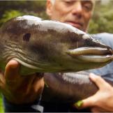 One of the largest freshwater eels in the world, the New Zealand longfin eel gets its name from having a dorsal fin (top fin) that's longer than its ventral fin (bottom fin).