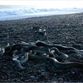 Longfin eels only breed once, at the end of their lives. They swim nearly 5,000 miles from New Zealand to the Pacific Ocean — an epic journey for an eel — to mate. Their larvae reach New Zealand by drifting on ocean currents.