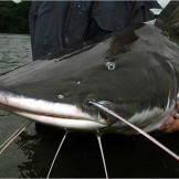 Jeremy Wade says the piraiba catfish is "the toughest adversary an Amazon fisherman can face." This powerful fish can drown a wrestling fisherman by dragging him to the bottom of the river. One story tells of a fisherman diving down to untangle a fishing net and vanishing, only to reappear hours later over halfway down the gullet of a giant piraiba.