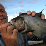 Getting a black piranha to take the bait is relatively simple — just whisk the water with the tip of the rod to mimic something thrashing at the surface and one will respond — but actually hooking this lightening-fast fish can be a bit more challenging. Most will clean the hook before the fisherman can react.