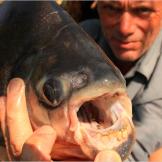 The red-bellied pacu is related to the flesh-eating piranha, but unlike its notorious cousin it feeds mainly on insects and vegetation. It uses its large, humanlike choppers as a tool for cracking open rubber tree nuts, crushing seeds and chopping up sea herbs and various other food sources.