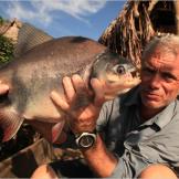 Although the red-bellied pacu's natural diet consists mainly of insects, fruits and nuts, it started feeding on other fish in 1999 when its usual food sources became scarce.