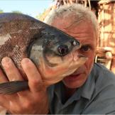 This food scarcity may explain a recent rash of attacks on humans. In 2001, two fishermen in two separate incidents reportedly bled to death after their genitals had been bitten off by pacu fish.