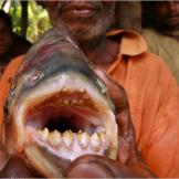 Determining the gender of red-bellied pacu can be difficult. One distinction is that adult males have more red on their bellies than females.
