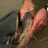 Wels catfish are landed by gripping the lower jaw, preferably with two hands. Sometimes a wels will bite down hard or even attempt to roll like a crocodile. The wels is also known to bite when released, lashing out at the nearest body part.