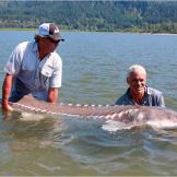 The white sturgeon has been around for at least 100 million years, which would have qualified it to star in the movie "Jurassic Park." They're also very long-lived fish; the oldest white sturgeon on record lived to 104 years old.