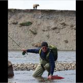 A grizzly bear lingers nearby as Jeremy hauls in a sockeye salmon. The bears in this area of Alaska seemed to have little fear of humans. In fact, one grizzly bear got a little too close for comfort during filming.
More Killer Fish Photos | About the White Sturgeon | How to Catch a Northern Pike (video) | Massive White Sturgeon (video) | The Predatory Pike (video) | Bear Steals Jeremy's Catch (video)