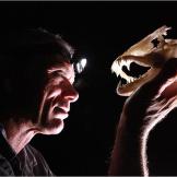 Jeremy Wade lights up the skull of a wolf fish with his headlamp. Some wolf fish are shy, while others are so aggressive that they will jump onto shore or into a canoe to attack their prey.