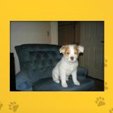 Name: Dixie