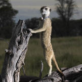 Maybelline, leader of the Aztecs, on sentry duty.