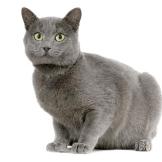 Chartreux
Known for their hunting prowess, Chartreux cats may have been taken in by those monks long ago to rid the monastery of vermin. Today, however, Chartreux cats are popular because they make terrific companions. They are amiable, loyal, and vocally quiet, and when you sit down next to your Chartreux you invariably end up with a lap full of cat.
Known as quiet, sweet cats, Chartreux cats also have a playful, comical side that they keep well into adulthood. They seem to have a well-developed sense of humor, and enjoy a good game of fetch or a playful romp with their friends and family. They are very intelligent cats; they quickly learn their names and will come when you call -- if they're in the mood, of course.
Learn more about the Chartruex. Check out our Cat Breed Directory.