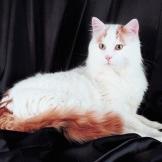 Turkish Van
While you might be drawn to the Van for its fascination with water, you'll fall in love with the breed for its other qualities. Vans are energetic, agile, and intelligent. They are extremely healthy and "get along with people swimmingly," notes one Van owner. You may need a few months of working out to keep up with them, however; Vans are famous for their action-packed temperament. They are talkative, demanding of attention, and show great gusto at dinner time. Breeders also say that Vans are known for their attachment to their human companions, and sometimes that makes transferring a Van from one household to another difficult. They tend to pick out one or two people in the household -- usually the ones that deal with them initially -- and bond with them forever.
Learn more about the Turkish Van. Check out our Cat Breed Directory.