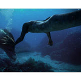 The mermaids are not alone in the open ocean; they have created a bond with the dolphins.