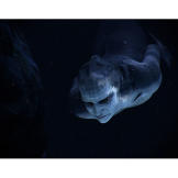 The mermaid dives deep into the ocean to hunt for prey with a spear.