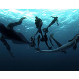 The pod swims along in the open ocean.