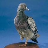 Cher Ami the Pigeon
Cher Ami (French for "dear friend") was more than just a homing pigeon for American soldiers during World War I. Against all odds, and with a shattered leg and a bullet through the breast from enemy fire, Cher Ami delivered a message that saved 194 soldiers in the 77th Infantry Division. As a result, the brave carrier pigeon was given the "Croix de Guerre," a French and Belgian medal awarded to allies for their heroic service. Cher Ami died in 1919. Today, his body is on display at the Smithsonian National Museum of American History, in the exhibition "The Price of Freedom: Americans at War."