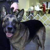 Appollo the Dog
While Appollo didn't serve in any wars, he received the Dickin Medal for his tireless dedication to helping recover victims following the Sept. 11 terror attacks. A member of the K-9 unit of the New York Police Department, the German shepherd arrived at the World Trade Center with his handler 15 minutes after the attack, making him the first search-and-rescue dog on-site after the collapse of the Twin Towers. The Dickin Medal, which Appollo received on behalf of all the dogs involved in the rescue operation, also recognizes animals that assist with the search of fallen soldiers and survivors. Appollo's medal read, "Faithful to words of command and undaunted by the task, the dog's work and unstinting devotion to duty stand as a testament to those lost or injured."