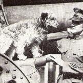 Military Animals Saved Animal Planet