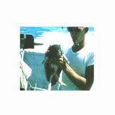 Samantha
Samantha, a potbellied pig, became the mascot of Coast Guard Squadron 1 Division 11 during the Vietnam War. The crew was based in the Gulf of Thailand on Phu Quoc Island and received Samantha after treating the young son of a village chief. The small town did not have the medical supplies necessary to treat the child's infection, so the Coast Guard provided antibiotics and Samantha was later given to the squadron as a gift in return. Samantha was loved by the crew, who fought hard to hide her as she grew but eventually had to give her away to a loving couple.
