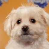 Name: Penelope