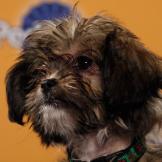 Name: Prancer