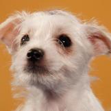 Name: Puddin