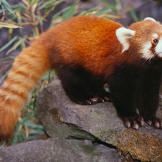 Red panda