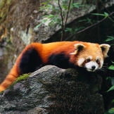 Red panda