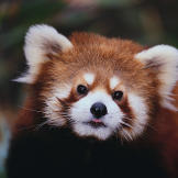 Red panda