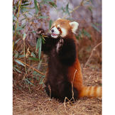 Red panda