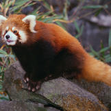 Red panda