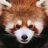 Red panda