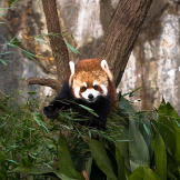 Red panda
