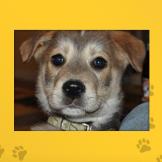 Name: Rigby
