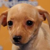 Name: Shiloh