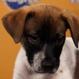 Name: Sweetie Pie