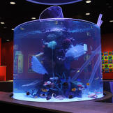 Cowfish Restaurant Tank