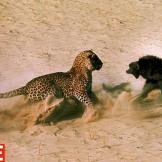In 1966 Botswana, LIFE photographer John Dominis captured this photo of an encounter betwen a big cat and an ape. As you can imagine, things did not turn out so great for the baboon. John Dominis/Time & Life Pictures/Getty ImagesSee more photos from this collection at LIFE.com.